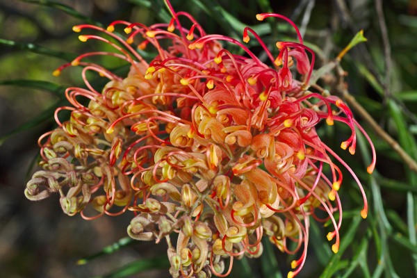 Australian Grevilleas by Joy Watson